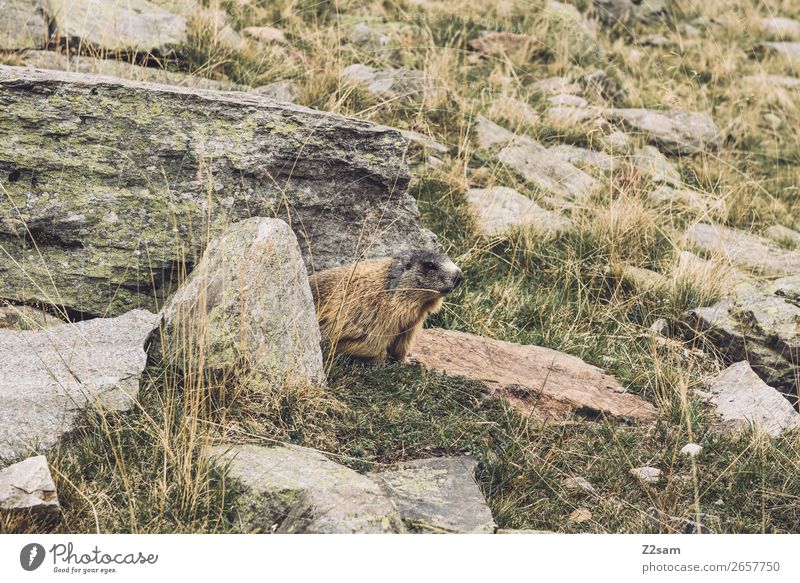 Marmot, Timmelsjoch, E5. Adventure Hiking Nature Landscape Autumn Beautiful weather Bushes Rock Alps Mountain Animal Observe Discover Relaxation Crouch Looking