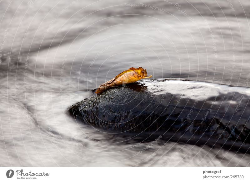 Water Life Autumn Grass River Stone Day Flow Motion blur