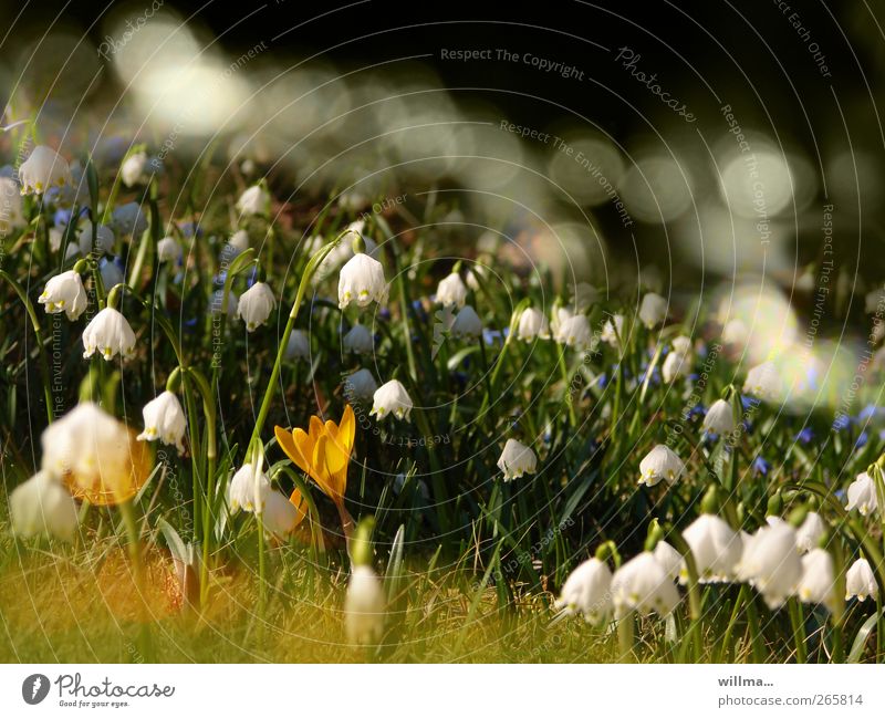 Märzenbecher meadow Spring Beautiful weather Spring snowflake Crocus Garden Meadow Yellow Green White Spring fever Green pastures Deserted Nature