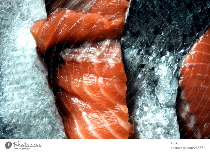 fish factory Food Fish Nutrition Dead animal Blue Red Salmon Scales Damp Remainder Trash Part Colour photo Interior shot Close-up Deserted Artificial light