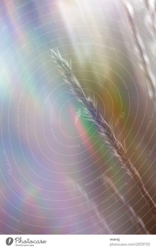Grass in a colour frenzy Autumn Plant reed grass Illuminate Exceptional Simple Bright Whimsical Strange Refraction Phenomenon Patch of colour Colour photo