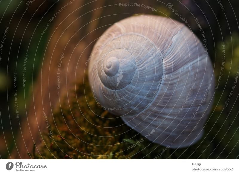 Snail shell of a Roman snail lies in the evening light on moss Environment Nature Plant Animal spring Beautiful weather Moss Tree trunk Forest Crumpet
