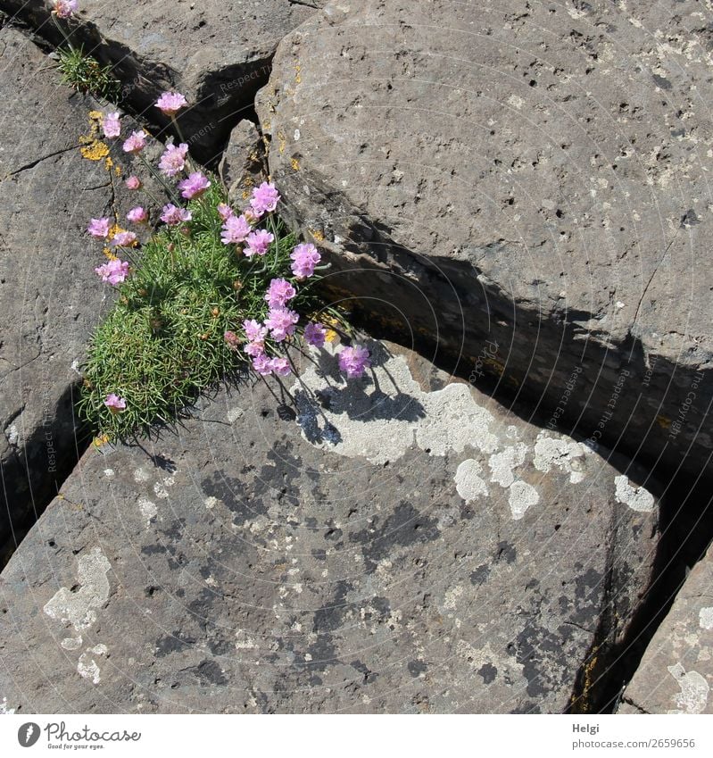 pink carnations bloom between basalt stones on the Giant's Causeway in Northern Ireland Vacation & Travel Tourism Sightseeing Environment Nature Plant spring