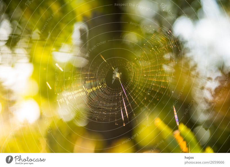 Spider's web in autumn against the light Nature Yellow Green Idyll Back-light Autumn Insect Forest Brilliant Bright Animal Poland Colour photo Exterior shot