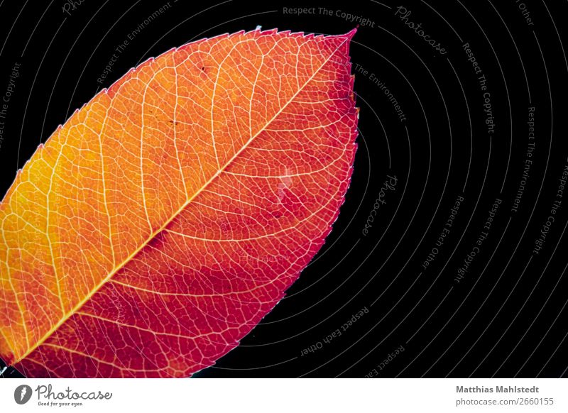 leaf with red autumn colouring Environment Nature Plant Autumn Leaf Illuminate Faded To dry up Natural Orange Red Transience Colour photo Multicoloured