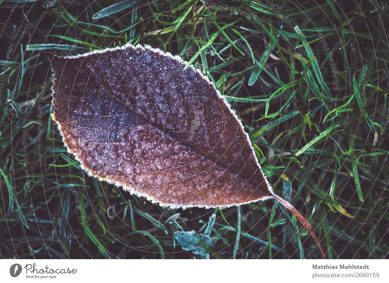 chill Environment Nature Plant Ice Frost Leaf Lie Faded Old Brown Green Decline Transience Colour photo Subdued colour Exterior shot Close-up Deserted