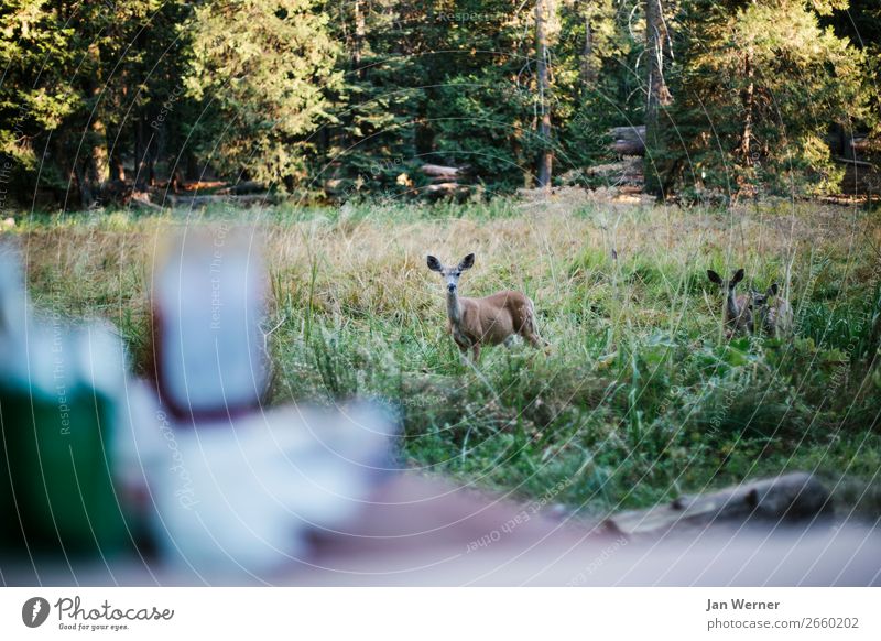 reh Food Hunting Vacation & Travel Camping Environment Nature Forest Sequoia National Park USA California Camping site Roe deer Feeding Animal Wild animal Fawn