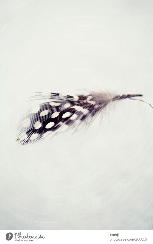 remnants Feather Spotted Pattern feature Decoration Black White Subdued colour Interior shot Close-up Detail Deserted Copy Space top Copy Space bottom