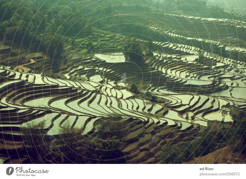 swimming pool Nature Landscape Water Field Paddy field China Yuanyang Agriculture Colour photo Exterior shot Contrast Reflection Bird's-eye view