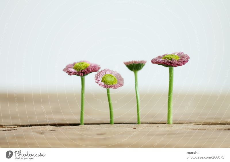 the four savages Nature Plant Flower Beautiful 4 Daisy Table Background picture Neutral Background Blossoming Colour photo Exterior shot Interior shot Day