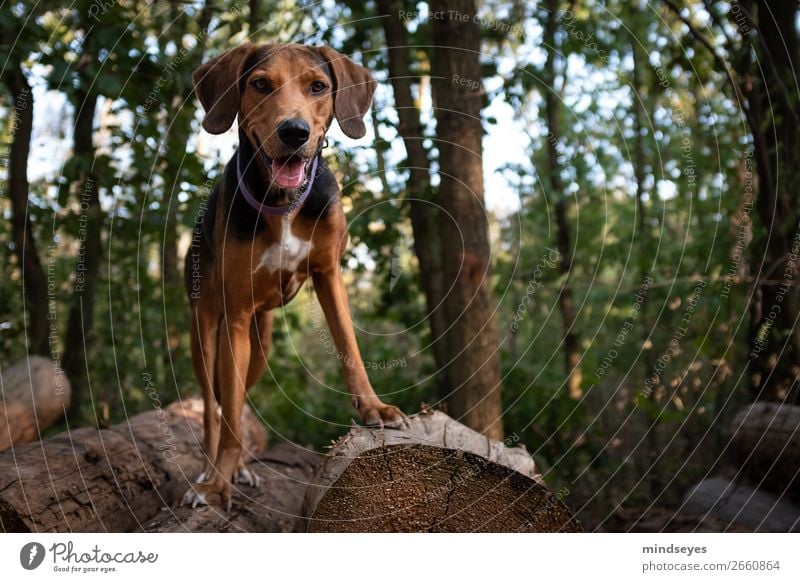 Dog standing on a stack of wood in the forest Leisure and hobbies Tree Forest 1 Animal Walking Looking Playing Stand Friendliness Tall Joy Power Determination