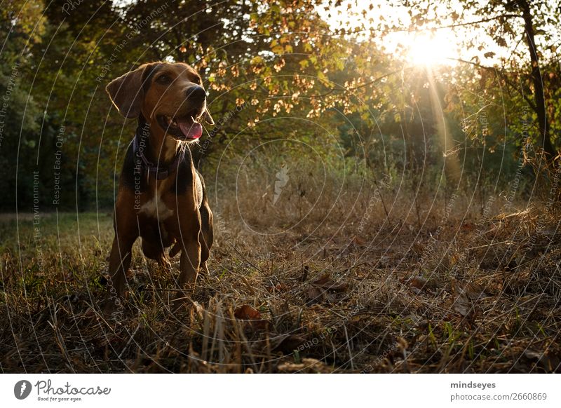 Dog in the green forest with back light Nature Beautiful weather Forest 1 Animal Illuminate Free Friendliness Joie de vivre (Vitality) Love of animals