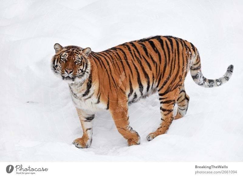 Siberian tiger standing in white winter snow Nature Animal Winter Weather Snow Wild animal Cat Animal face Zoo 1 Observe Stand Fresh White Tiger tigress young