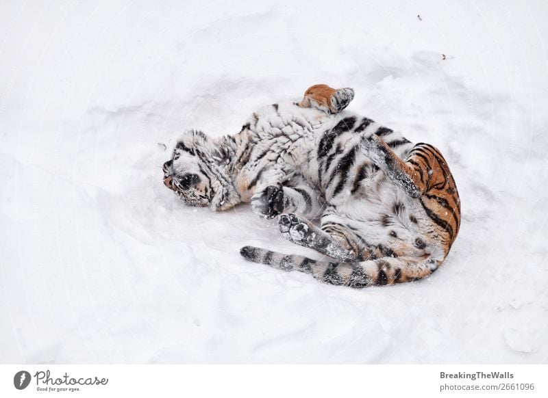 Siberian tiger playing in white winter snow Nature Animal Winter Weather Snow Wild animal Cat Zoo 1 Fresh Clean White Tiger tigress young roll Mark Rest Playful