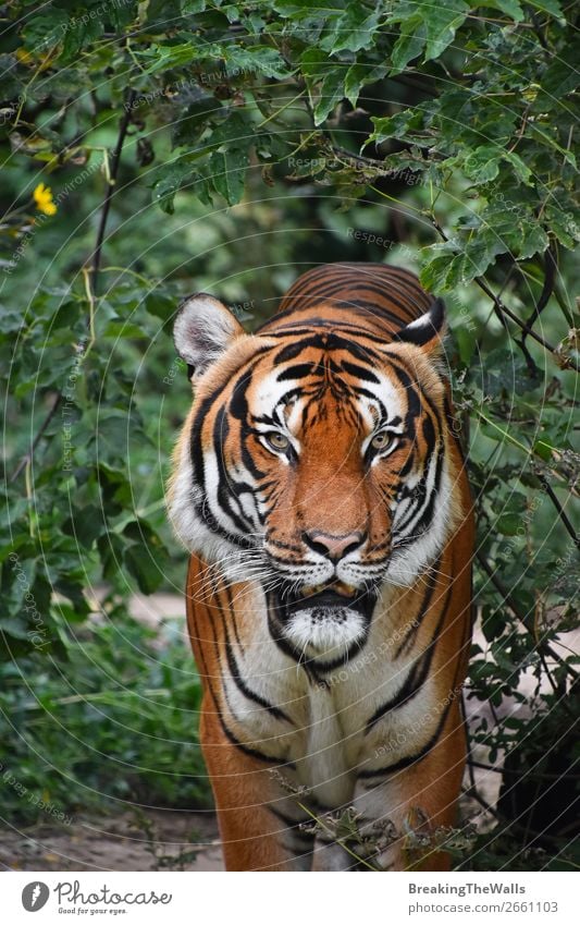 Close up front portrait of Indochinese tiger Nature Animal Tree Forest Virgin forest Wild animal Cat Animal face Zoo 1 Observe Stand Green Watchfulness Tiger