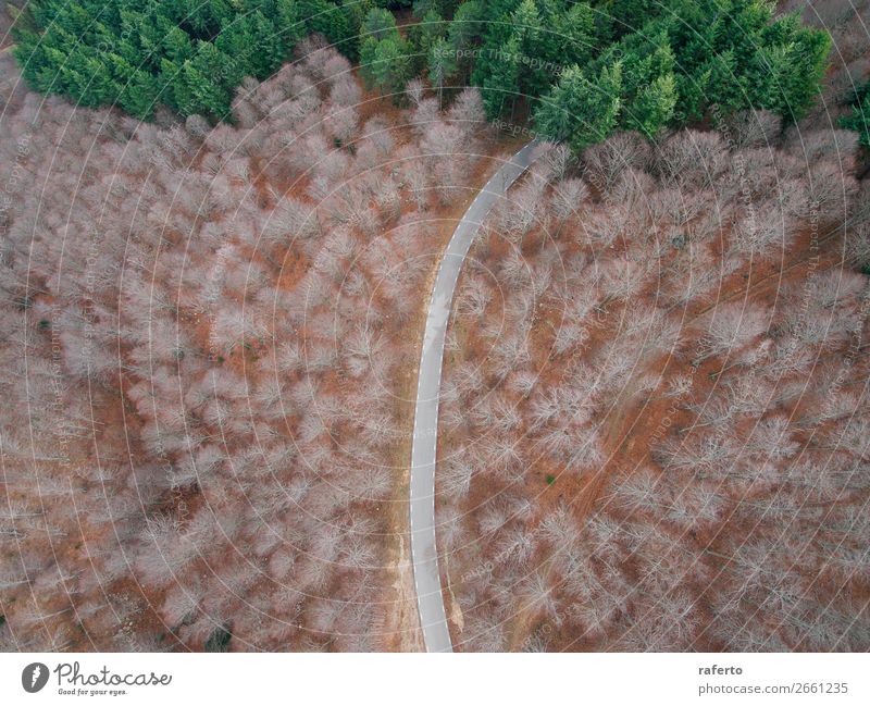 Aerial view of an empty road in the forest Beautiful Vacation & Travel Trip Adventure Nature Landscape Wind Tree Forest Street Aircraft Driving Exceptional