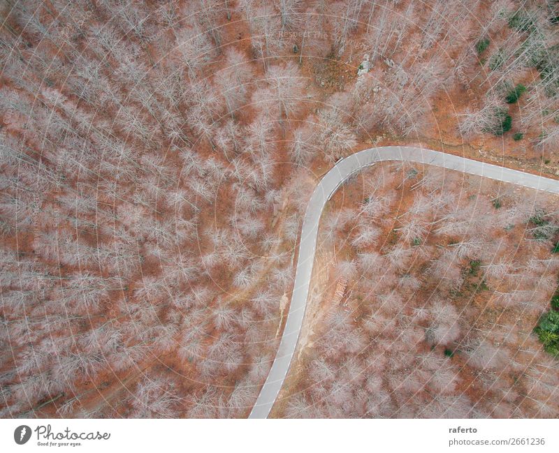 Aerial view of an empty road in the forest Beautiful Vacation & Travel Trip Adventure Nature Landscape Wind Tree Forest Street Aircraft Driving Exceptional