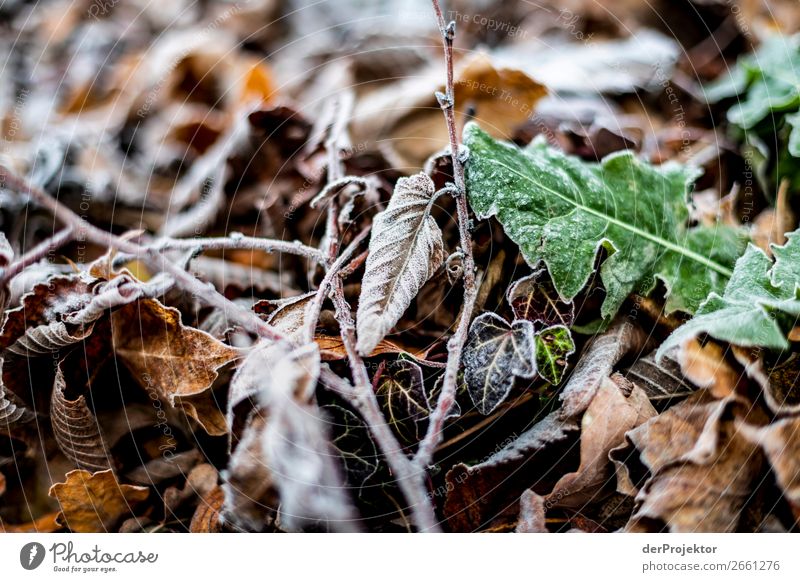 Autumn leaves with frost Environment Nature Landscape Plant Winter Beautiful weather Ice Frost Leaf Park Esthetic Exceptional Brown Truth Sadness Concern Pain