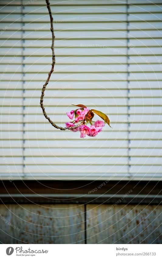 Early bends.... Spring Plant Leaf Blossom Exotic Ornamental cherry Window Venetian blinds Blossoming Fragrance Hang Exceptional Long Funny Pink Loneliness