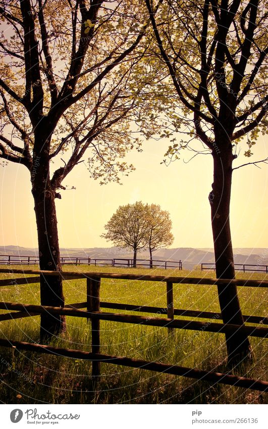 trees among themselves Nature Landscape Summer Beautiful weather Tree Grass Meadow Hill Calm Grief Attachment In pairs 2 Fence Fold branches Leaf Horizon