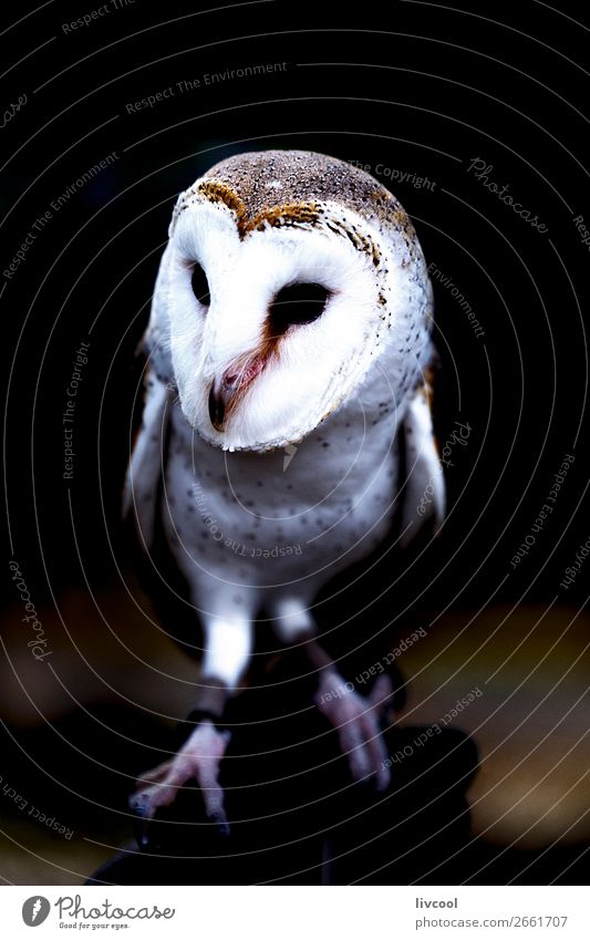 owl, brisbane-australia Vacation & Travel Trip Adventure Exhibition Nature Animal Wild animal Bird 1 Friendliness Cute White Owl white owl fauna reserve