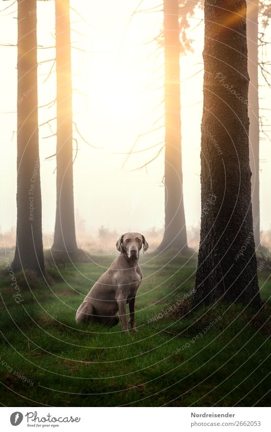 Weimaraner hunting dog on a forest meadow breed outdoor Nature Landscape animal portrait call tree sunshine Freedom rural Noble boyfriend loyalty fun Joy