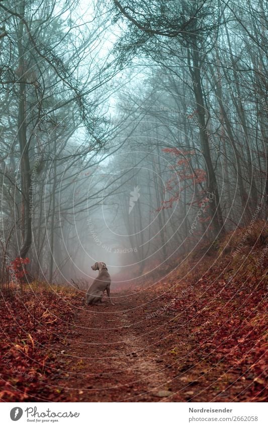 Autumn forest in the fog Hunting Trip Freedom Nature Landscape Elements Fog Rain Tree Forest Lanes & trails Animal Pet Dog Wait Watchfulness Dependability Idyll