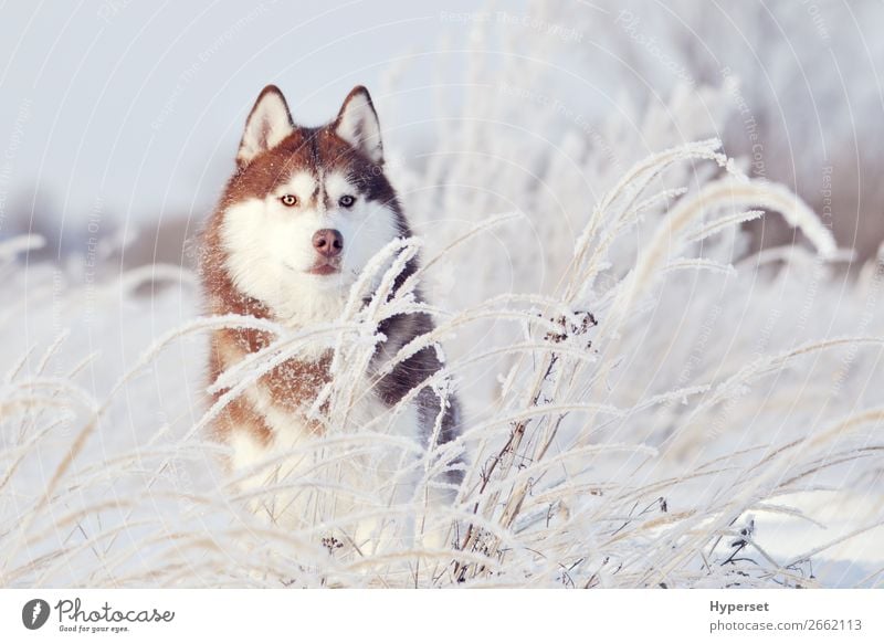 red dog siberian husky standing Happy Beautiful Winter Snow Sports Adults Nature Animal Pet Dog Cute White Husky young cold ice northern Domestic Mammal Frost