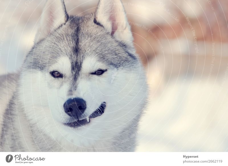 Winking dog. Light gray and white smiling husky dog Happy Winter Adults Teeth Dog Funny Cute Gray White winking Husky head fluffy fir eyes light Festive