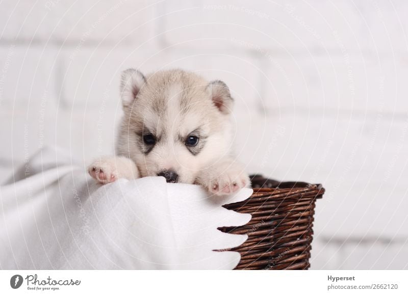 Cute small puppy siberian husky Baby Animal Pet Dog Animal face Paw Funny Soft Brown Gray White Husky Brick wall Purebred Domestic background Puppy rotang