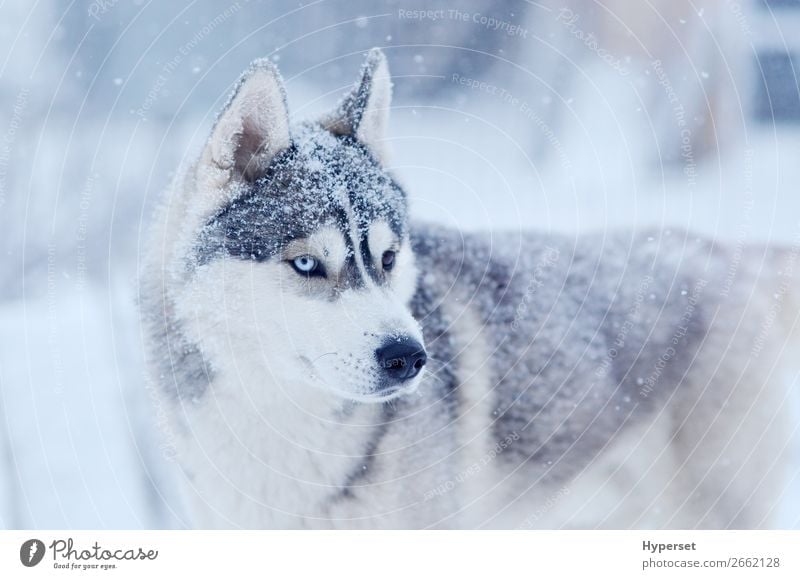 Snow flakes on the head siberian husky Winter Snowfall Dog Gray White bi-eyed Husky cold blue eye Frost snow on the nose Posture oudoors Exterior shot