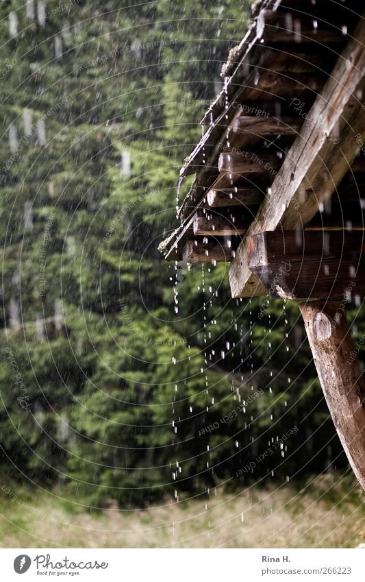 Surprised by the rain Environment Nature Summer Climate Bad weather Rain Forest Wet Green Eaves Wooden hut Protection Colour photo Exterior shot Deserted