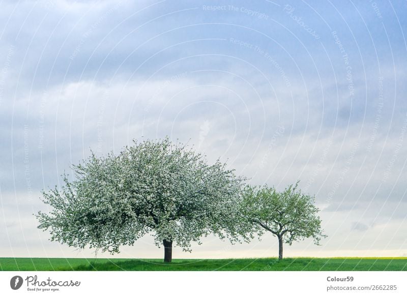 Apple tree with blossoms Summer Nature Sky Field Deserted Jump Contentment Joie de vivre (Vitality) Spring fever Safety Germany Hesse Agriculture Blossom