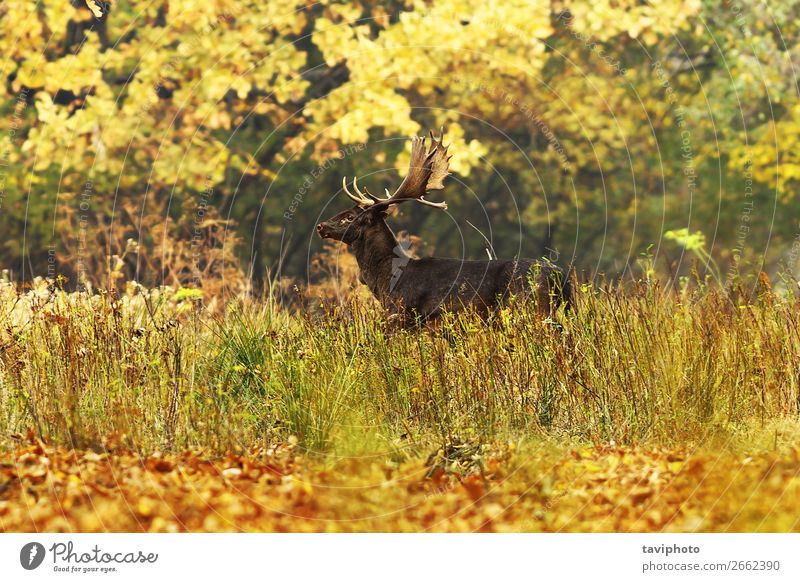 beautiful fallow deer in autumn forest Beautiful Playing Hunting Man Adults Environment Nature Landscape Animal Autumn Tree Grass Park Forest Large Natural Wild