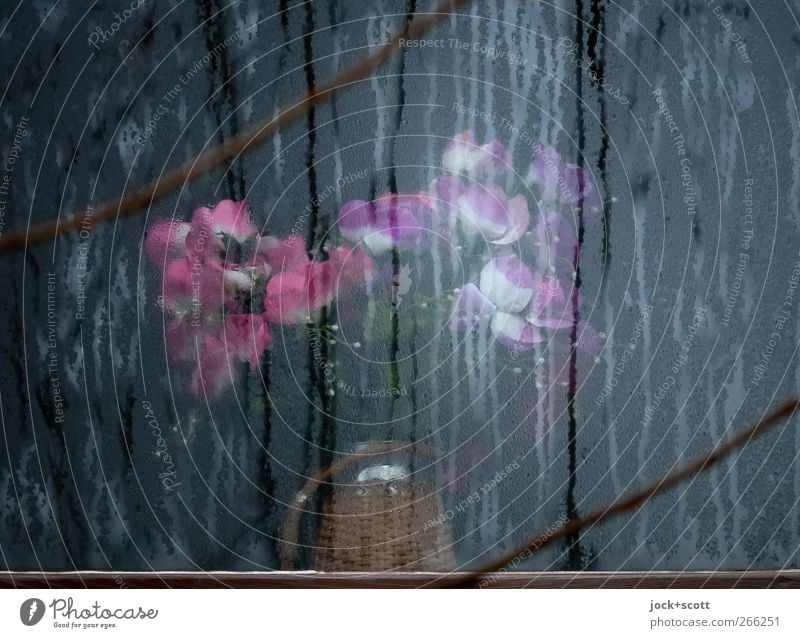 Silent flowers at the window Lifestyle Winter Frost Flower Blossom Decoration Stripe Blossoming Kitsch Frozen Vapor trail Condensation Diagonal Magnolia blossom