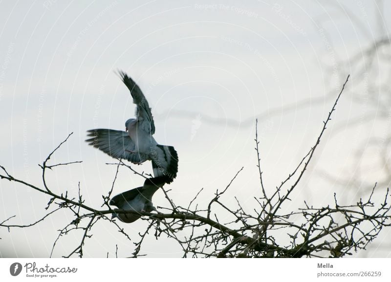 spring fever Environment Nature Animal Spring Tree Branch Bird Pigeon 2 Pair of animals Rutting season Flying Natural Propagation Disperse Dominant Colour photo