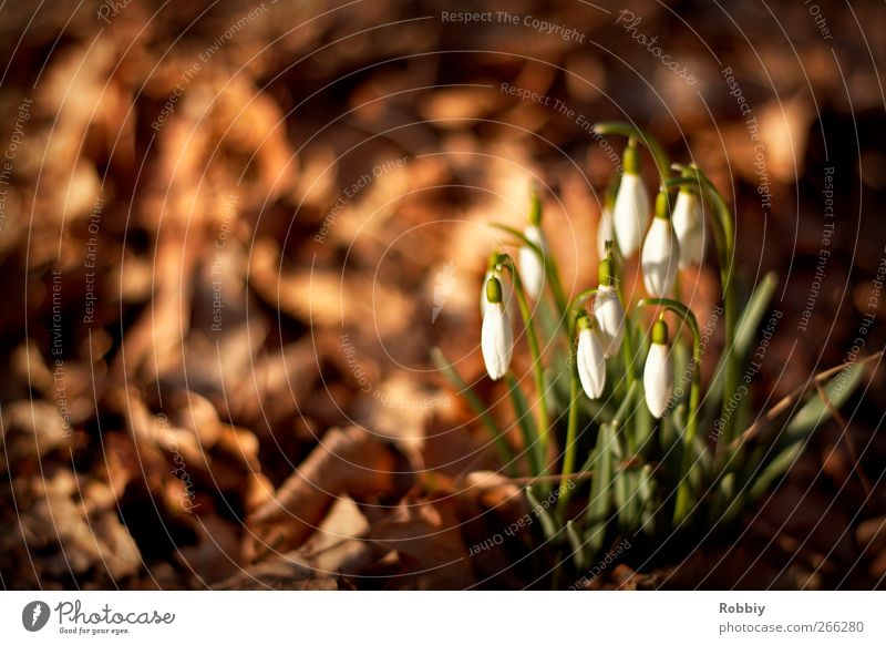 Once again a snowdrop Nature Plant Spring Autumn Flower Snowdrop Park Natural Brown Green Spring flower Spring fever Spring day Colour photo Exterior shot
