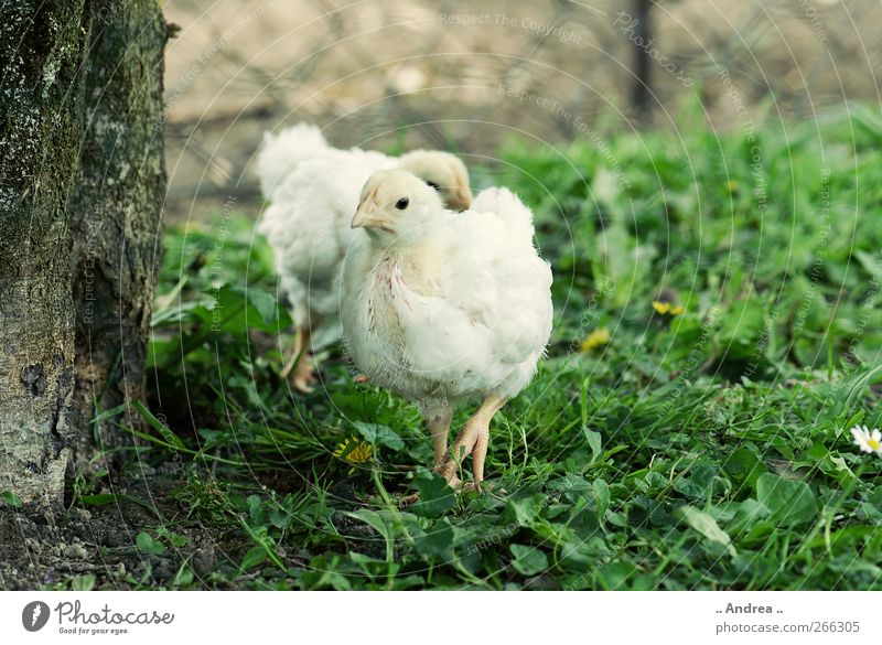 chick alarm Food Meat Garden 2 Animal Feeding Chick Barn fowl Egg Organic produce Slow food Wing Feather Love of animals Agriculture Keeping of animals Meadow
