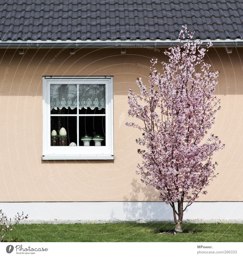 Spring!!! Tree Garden House (Residential Structure) Window Roof Cherry tree Blossom Grass Wall (building) Curtain Rain gutter Beige Pink Colour photo Deserted