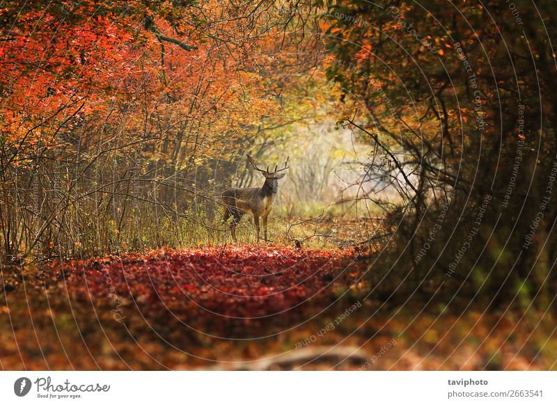 curious deer looking towards the photographer Beautiful Playing Hunting Man Adults Environment Nature Landscape Animal Autumn Park Forest Street Stand Faded
