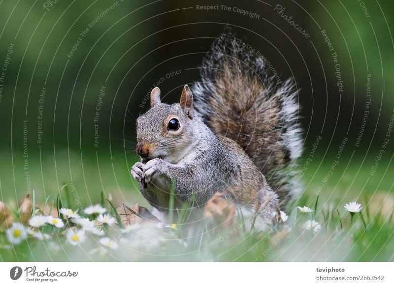 cute grey squirrel standing on lawn in the park Eating Beautiful Garden Nature Animal Grass Park Fur coat Feeding Stand Small Funny Natural Cute Wild Brown Gray