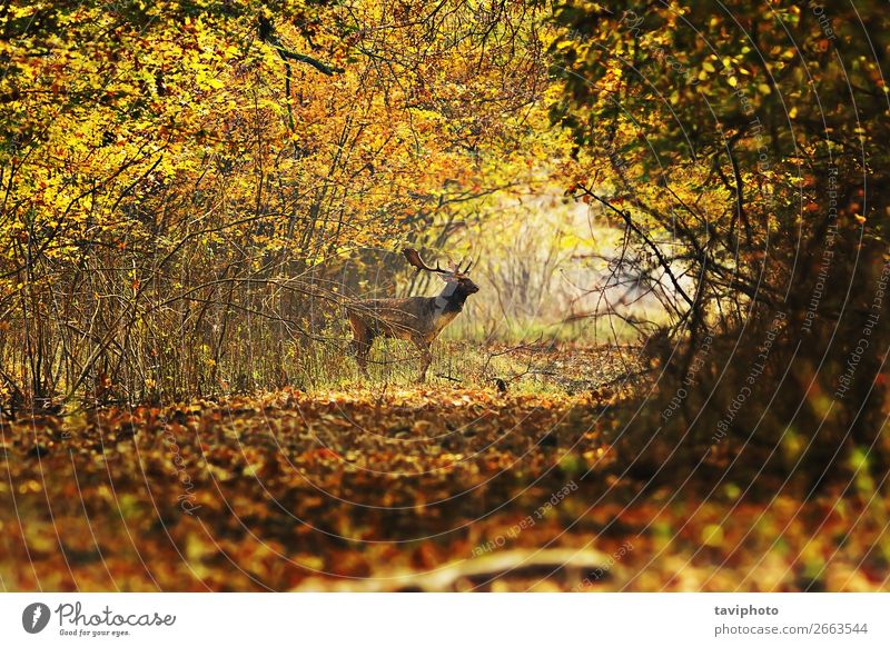deer buck crossing forest road Beautiful Life Playing Hunting Man Adults Environment Nature Landscape Animal Autumn Leaf Forest Street Lanes & trails Faded