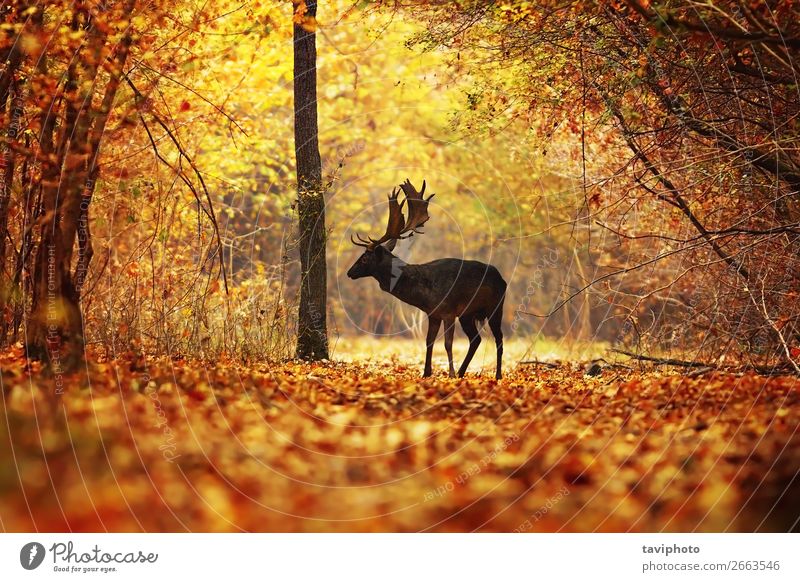 deer stag in colorful autumn forest Beautiful Playing Hunting Man Adults Environment Nature Animal Autumn Tree Grass Leaf Park Forest Street Natural Wild Brown