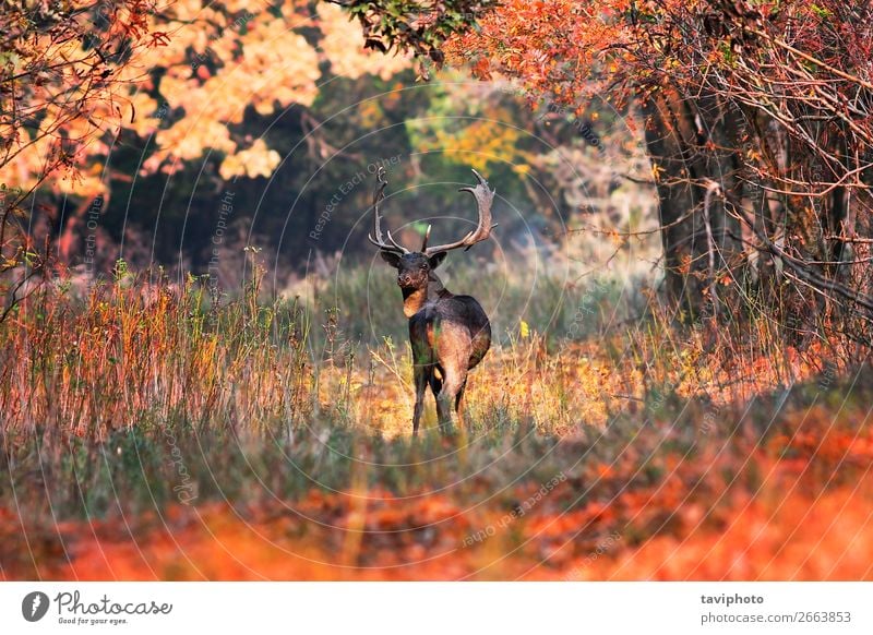 fallow deer buck in beautiful autumn setting Beautiful Playing Hunting Man Adults Environment Nature Landscape Animal Autumn Tree Grass Leaf Park Forest Street