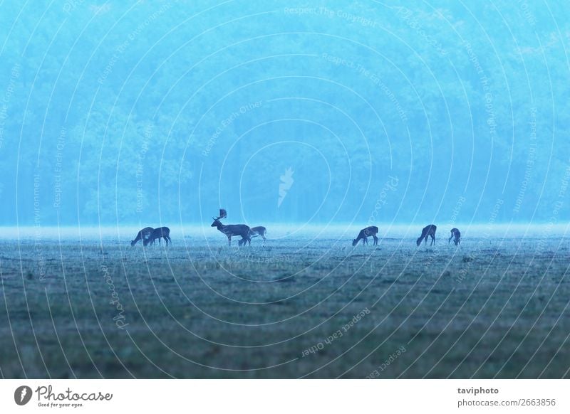 fallow deer herd at dawn Hunting Baby Woman Adults Man Group Nature Landscape Animal Autumn Fog Grass Park Meadow Forest Herd To feed Feeding Wild Brown Deer