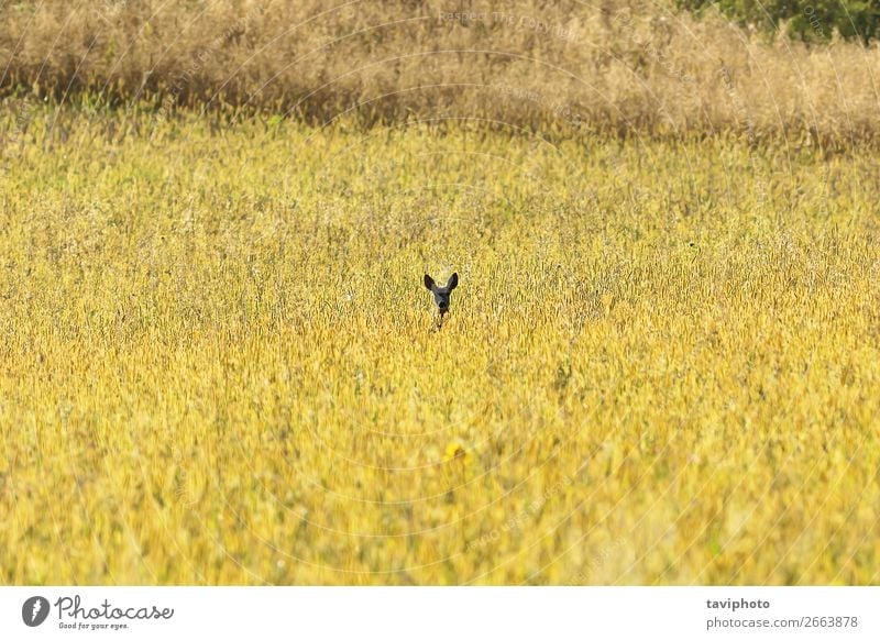 roe deer watching from wheat field Beautiful Playing Hunting Summer Woman Adults Nature Landscape Animal Meadow Observe Natural Cute Wild Brown Green Roe Deer