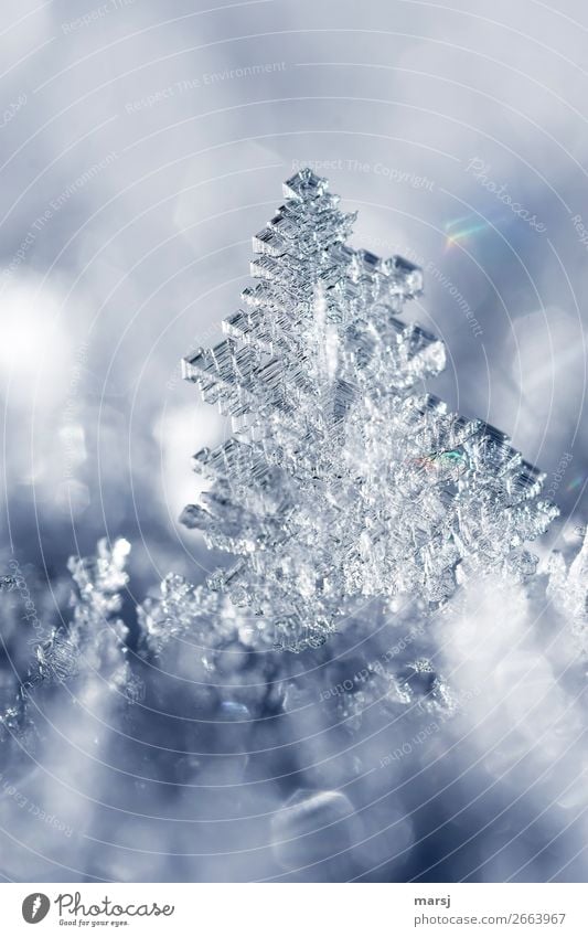 ice art Life Harmonious Winter Ice Frost Snow Ice crystal Crystal structure Illuminate Exceptional Fantastic Cold Small Natural Power Complex Pure Transience