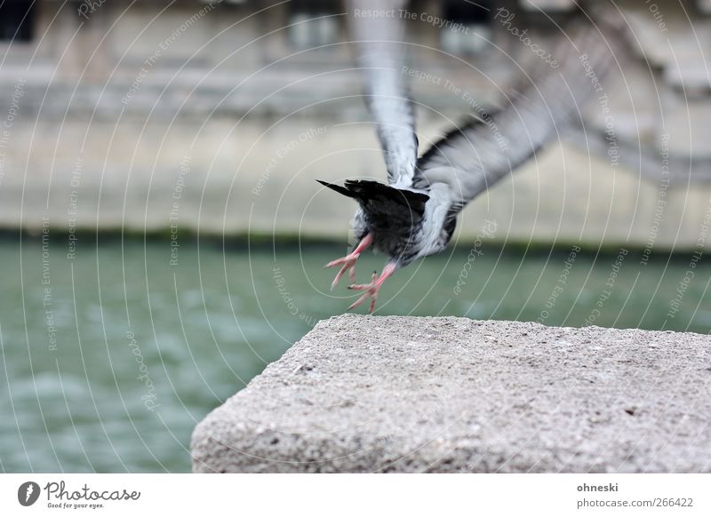 departure River Seine Animal Bird Pigeon 1 Flying Fear of flying Beginning Departure Colour photo Exterior shot Copy Space top Copy Space bottom Motion blur