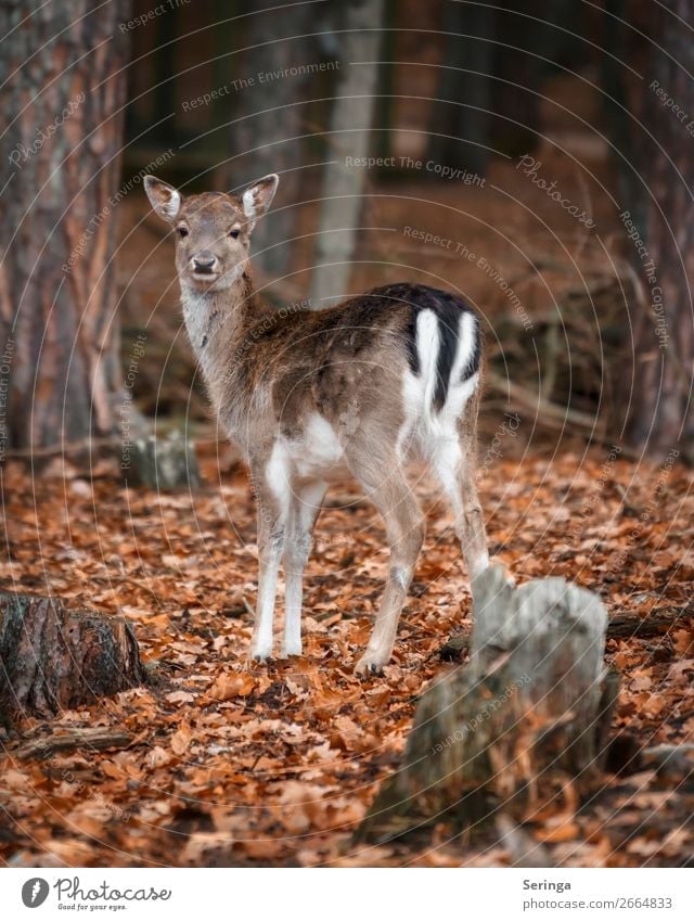 observantly Nature Animal Autumn Winter Leaf Forest Wild animal Animal face Pelt Paw Zoo 1 Baby animal Looking Fallow deer Roe deer Colour photo Subdued colour