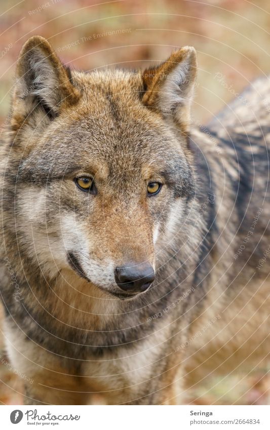 wolf Animal Wild animal Dog Animal face Pelt Zoo 1 Observe Wolf Colour photo Subdued colour Multicoloured Exterior shot Detail Deserted Dawn Light Shadow